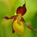 Cypripedioideae Cypripedium Calceolus 2