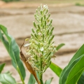 Galanga kořen Alpinia Officinarum 2