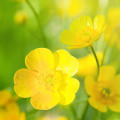 Pryskyřník Ranunculus 2