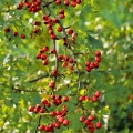 Hloh Crataegus monogyna (Rosaceae) 2