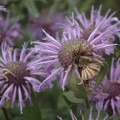 Zavinutka Monarda 2