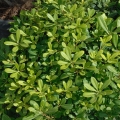 Slizoplod Pittosporum tobira (Pittosporaceae)  2