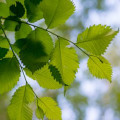 Olše Alnus Serrulata  2