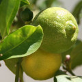 Limetta Citrus Limetta 2