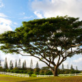 Saman Albizia Saman 2