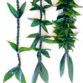 Dračinka Cordyline Fruticosa 2