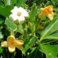 Pua-lulu Fagraea Berteroana 2