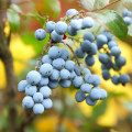 Mahónie Mahonia Aquifolium 2
