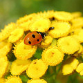 Vratič Tanacetum Vulgare 2