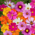 Krásenka Cosmos Sulphureus 2