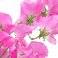 Hrachor Lathyrus odoratus (Fabaceae) 2