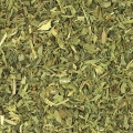 Estragon Artemisia dracunculus 2