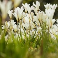 Frézie Freesia Refracta (Iridaceae) 2