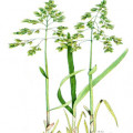 Sladká tráva Hierochloe Odorata,  Anthoxanthum Nitens 2