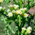 Přesličky Erigeron Canadensis 2