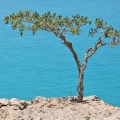 Olibanum (kadidlo) Boswellia carterii (Burseraceae) 2