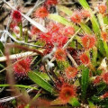 Rosnatka Drosera 2
