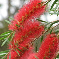 Červená vrba Callistemon Salignus Red 2