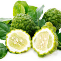 Citroník Citrus hystrix  2
