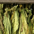 Tabák Nicotiana tabacum (Solanaceae)  2