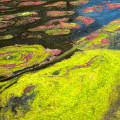 Azola (vodní kapradina) Azolla imbricata 2