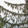 Nootka Cupressus nootkatensis 2