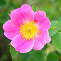 Eglantská růže Rosa Rubiginosa 2