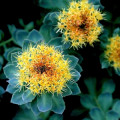 Rozchodnice růžová Rhodiola Rosea 2