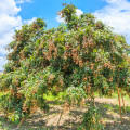 Dračí oko Dimocarpus Longan 3