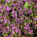 Mrtvá kopřiva Lamium purpureum 3