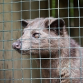 Cibetka Paradoxurus Hermaphroditus 3