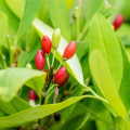 Koka Erythroxylum novogranatense 3
