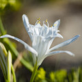 Písečná lilie Leucocrinum montanum 3