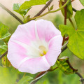 Měšíční květina Ipomoea Alba 3