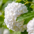 Kalina Viburnum L. 3