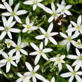 Snědek Ornithogalum umbellatum 3