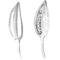 Ambrette (přírodní pižmo) Abelmoschus moschatus 3