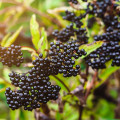 Bezinka Sambucus Berries 3