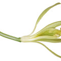Vanilkovník Vanilla Bahiana Hoehne 3