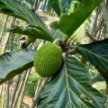 Chelbovník Artocarpus Camansi 3