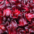 Roselle Hibiscus Sabdariffa 3