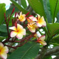 Plumérie Plumeria L. 3