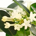 Stephanotis  3