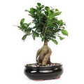 Gajumaru Banyan Ficus Microcarpa 3