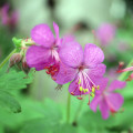 Kakost oddenkatý Geranium Macrorrhizum 3