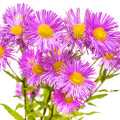 Turan Erigeron glaucus 3