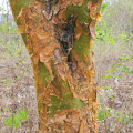 Amburanské dřevo Commiphora Leptophloeos 3