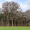 Pavlovnie Paulownia 3