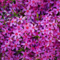 Mechový flox Phlox Subulata 3