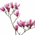Šácholan Magnolia × Soulangeana 3